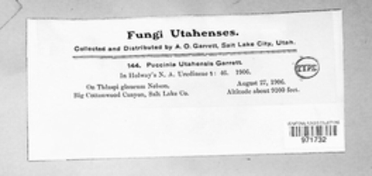 Puccinia utahensis image